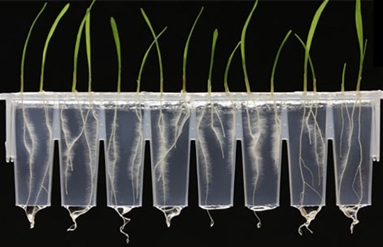 4titude_ltd's tweet photo. Developed for #plantphenotyping, our new #Phytostrips are also fit for #quantitativetrait analysis. Free samples https://t.co/nFI73iYiEl! https://t.co/0Uz5xjW3Sf