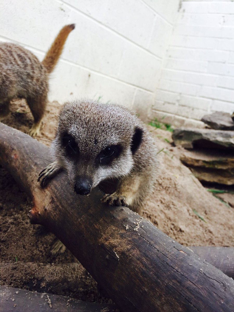 BamboozlesAW's tweet photo. #ClevelandHour Our #Animals are loving the good weather, and are creating mischief in the barnyard!!! 'Meercats #Goats #Pigs #Alpacas https://t.co/C3sAATEVsa
