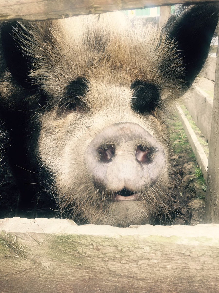 #ClevelandHour Our #Animals are loving the good weather, and are creating mischief in the barnyard!!! 'Meercats #Goats #Pigs #Alpacas