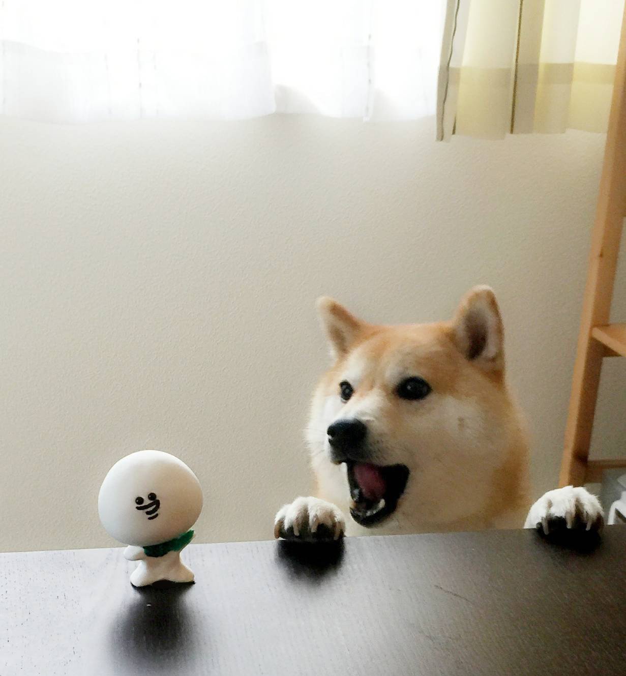 大福くん 公式 En Twitter ずっと会いかった 僕と同じ名前の 柴犬だいふく君 に会いに行ったよ だいふく君はとっても優しくて すぐお友達になれたよ モフモフとっても気持ちよかったな だいふく君 また遊んでね 大福くん 柴犬だいふく 柴犬 しば