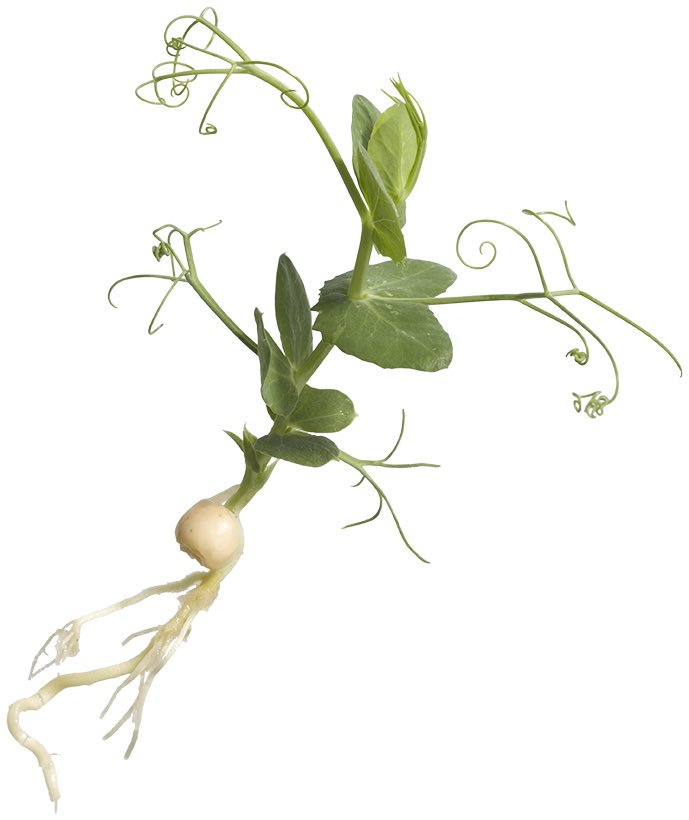 [Vacature] Koppert Cress zoekt groene blaadjes M/V - benelux.koppertcress.com/news/koppert-c… #koppertcress