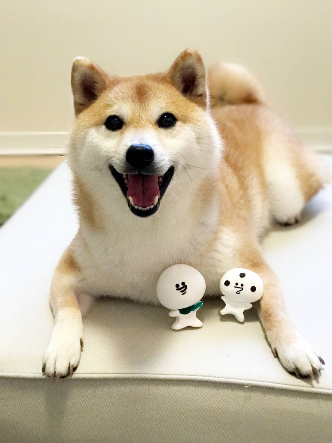 大福くん 公式 豆大福くんも一緒に 大福くん 柴犬だいふく 柴犬 しばいぬ わんちゃん 犬 もふもふ かわいい 豆大福くん T Co Hlmbwolfxd Twitter