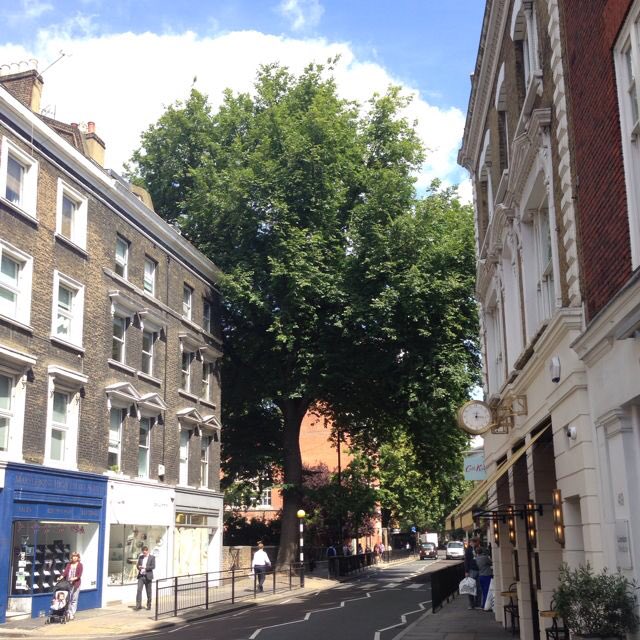 TiCLme's tweet photo. The Marylebone Huntingdon Elm

Celebrated and treasured as One of The Great Trees of London #GTOL

#RespectForTrees @LDN_environment https://t.co/LnHRgaH2ac