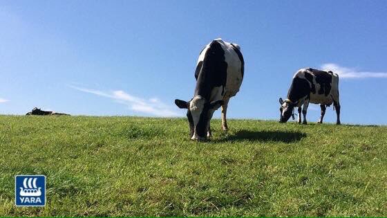 Yara_UK's tweet image. Pushing output from grass in Lampeter @BritishGrass Grassland Farmer of Year Eurig Jenkins yara.co.uk/news/260591/pu…