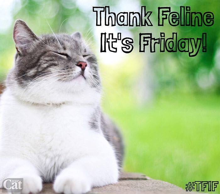 happy friday funny cat