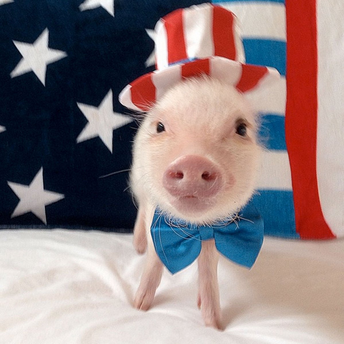 Image result for patriotic pig 4th of july