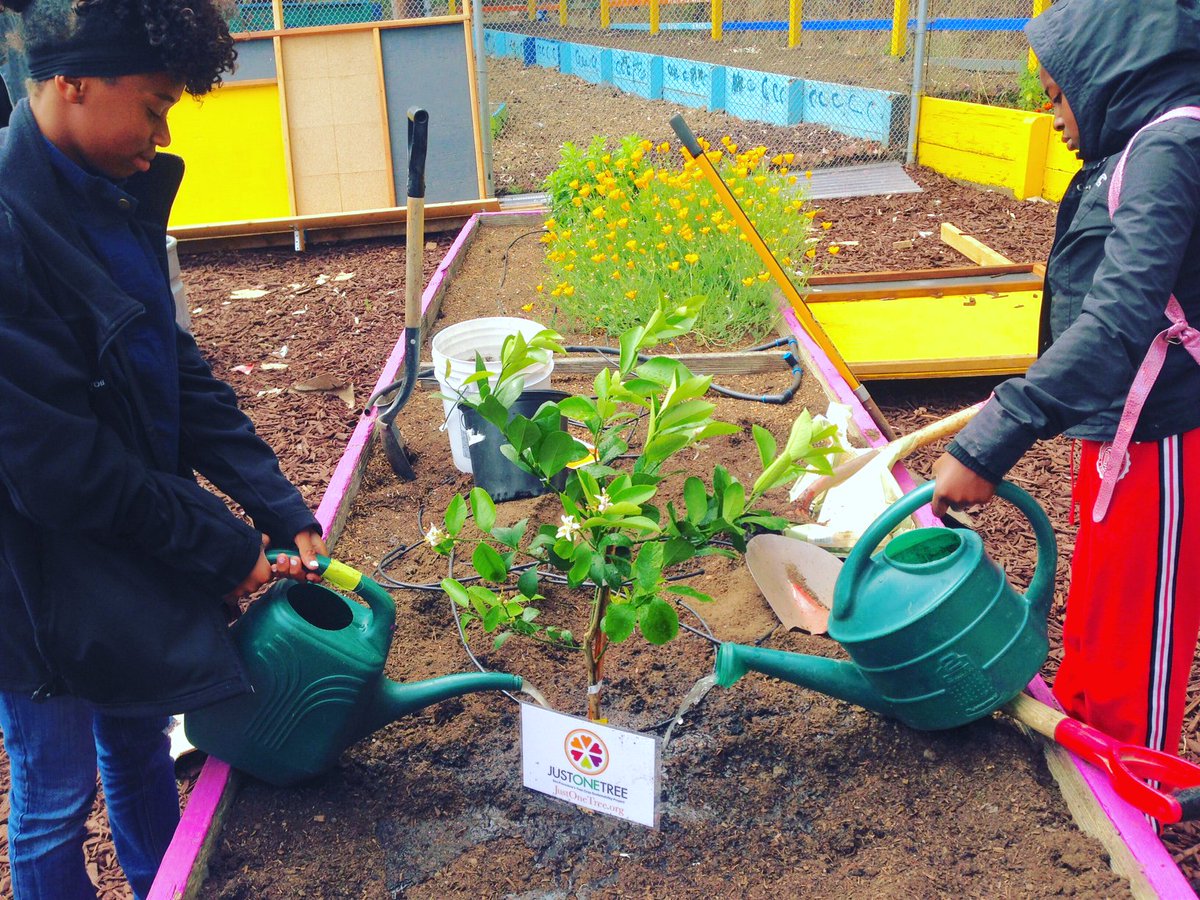 JustOneTreeSF's tweet image. Cleo Nelson Community Garden is a blossoming Bayview gem, including a brand new JOT lemon tree.  Thanks to Urban Sprouts and Sunnydale BGC!
