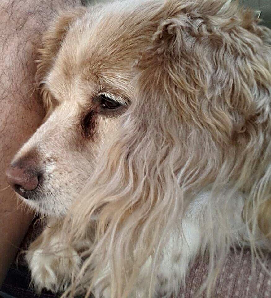 SimonleDog's tweet photo. Simply Simon ❤
#simonsays #ourbestfriend #lovethatdog https://t.co/kJaTukOxab