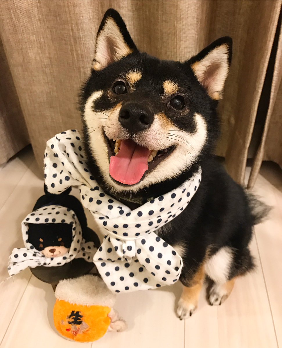 柴犬まめ丸 No Twitter 金曜恒例 居酒屋まめ丸 おつかれさまー 今日もビール ひえてるよー T Co I5nagaw9ua 柴犬 豆柴 黒柴 柴犬まめ丸 居酒屋まめ丸