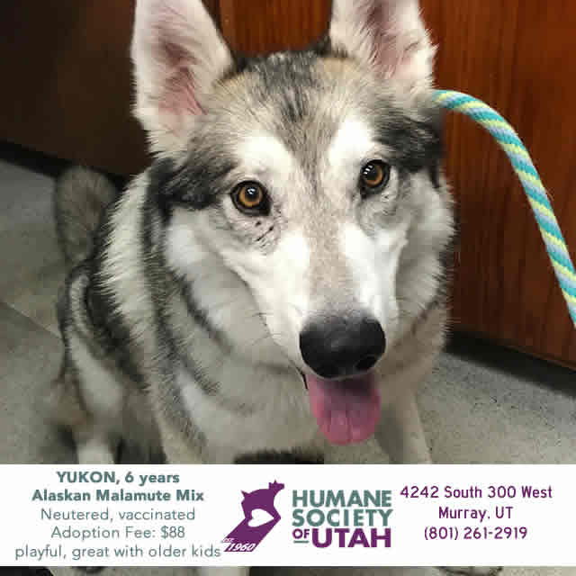 Z104Country's tweet photo. Yukon our #utahhumane Pet Of The Week!  He would love a home! https://t.co/RWEOOPXsWs
