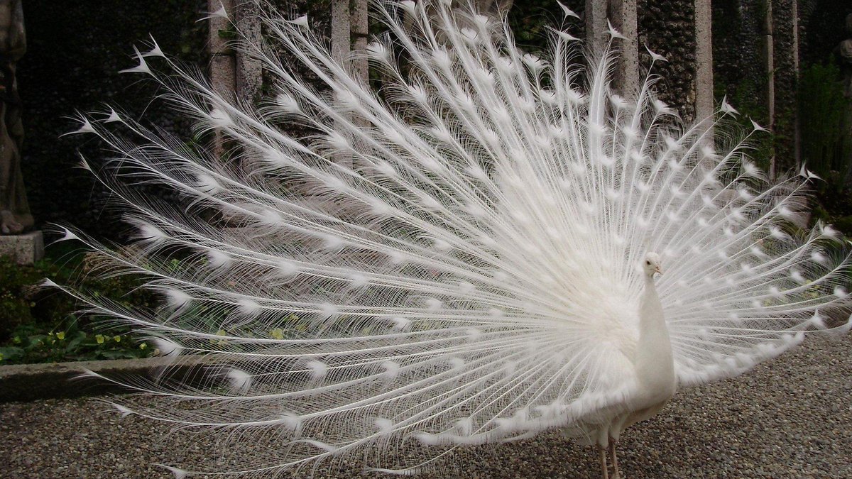二度見するほど美しい生き物 白変種の孔雀 あまりの神々しさから 神の使い とも形容される孔雀 アルビノと混同されることが多いですが 正確には白変種という種類になります
