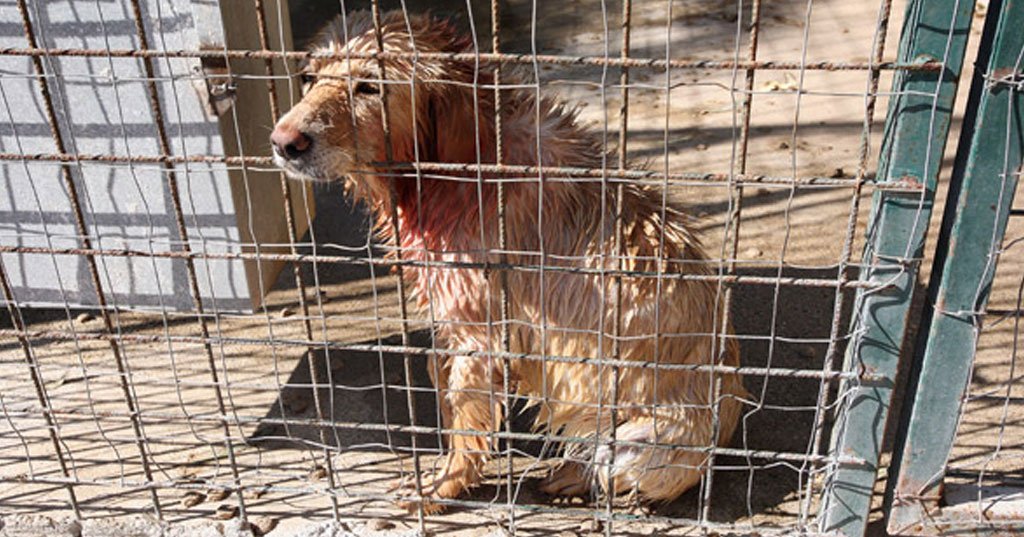 Isa_Adinolfi's tweet image. Servono pene più severe per chi #maltratta gli #animali. Facciamoci sentire!
goo.gl/XzGoCo. @Bernini_P @Ferraresi_V