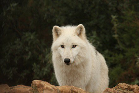 Wiki_Lobos's tweet image. 