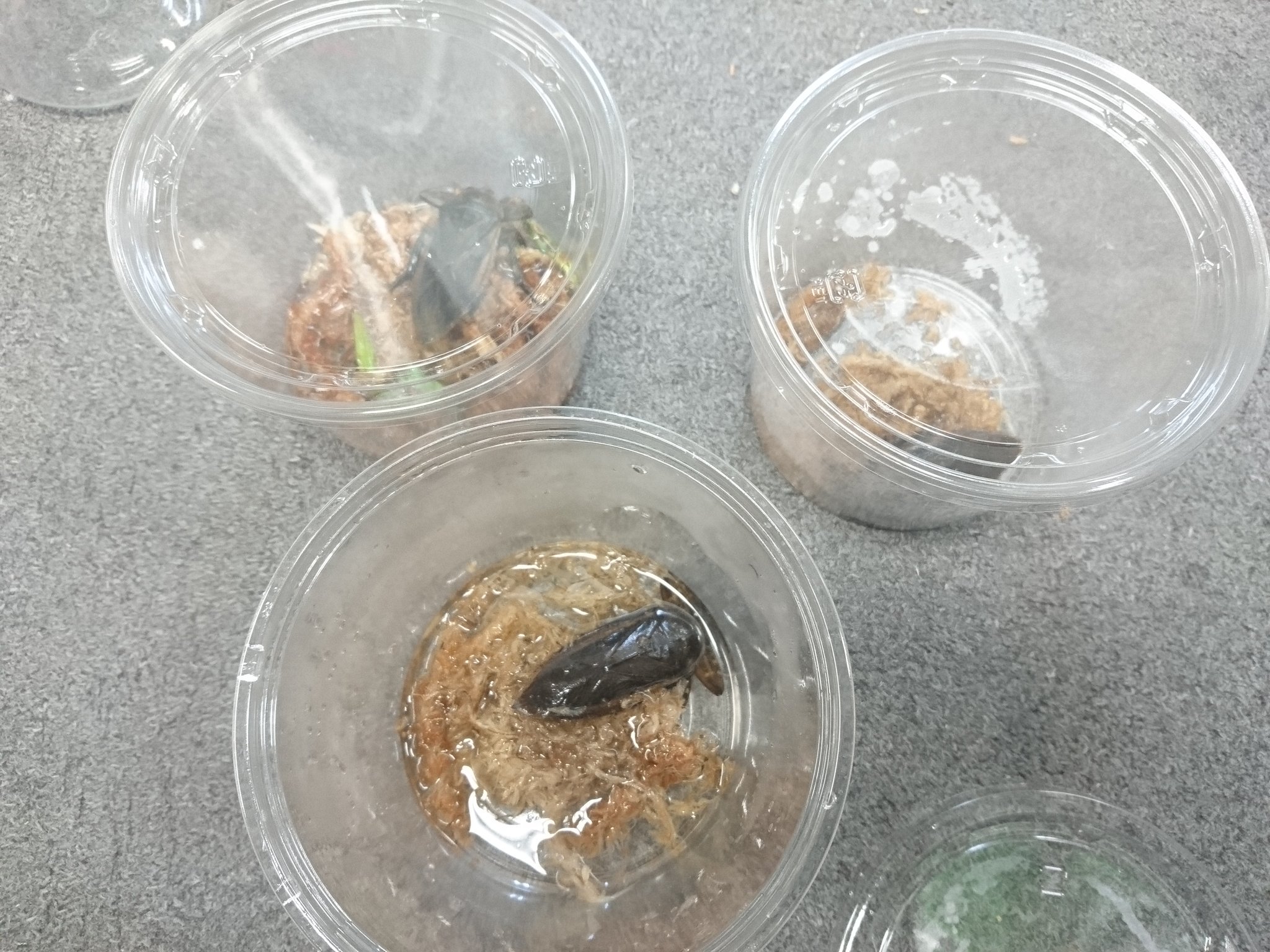 Elegant Beetle Pa Twitter 絶滅危惧種のタガメ棲息地を求めて茨城県から栃木県周辺を探してます 以前は沢山居たタガメ も数少なくなってしまいました 探索した場所は少なからず生息が確認されました 普通の水田の様に見えますが実はこの様な場所がかなり少ないです Elegant Beetle Pa Twitter 絶滅危惧種のタガメ棲息地を求めて茨城県から栃木県周辺を探してます 以前は沢山居たタガメ も数少なくなってしまいました 探索した場所は少なからず生息が確認されました 普通の水田の様に見えますが実はこの様な場所がかなり少ないです
