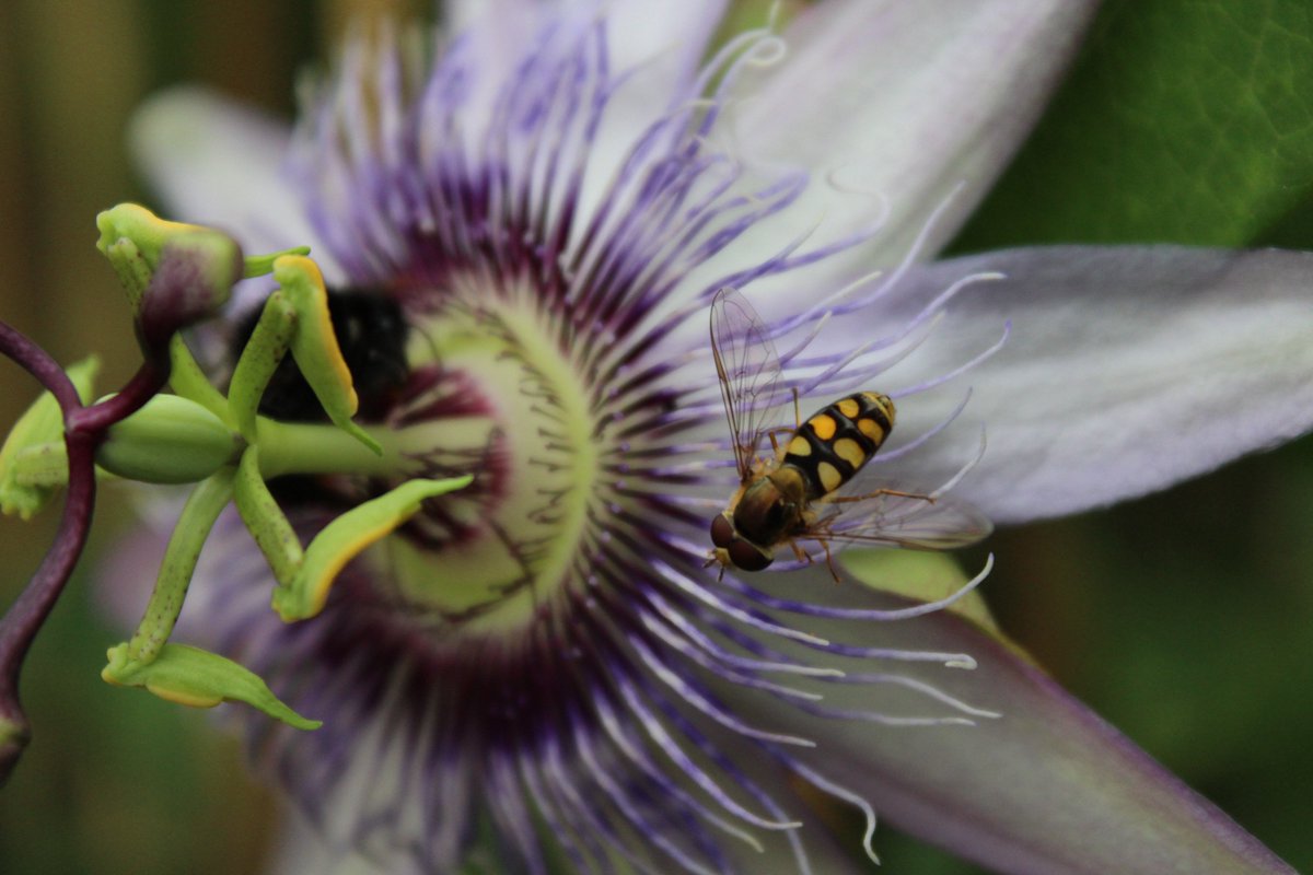 NorfolkQuality's tweet photo. Pollinators sharing the Passiflora flowers. #gardening #flowers #gardenersworld #plants #pollinators https://t.co/gi5D8FSWOj