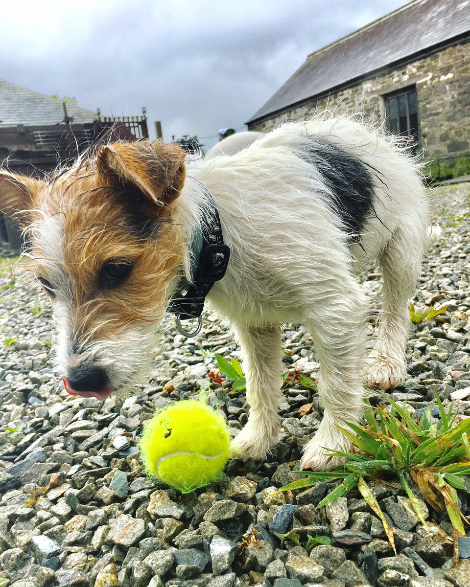 coxytom's tweet photo. .@chefdancox's farm dog Cookie loves a bit of downtime with her prized #tennis🎾 
https://t.co/HZGsVUJy1B https://t.co/Qp6JJm08eG