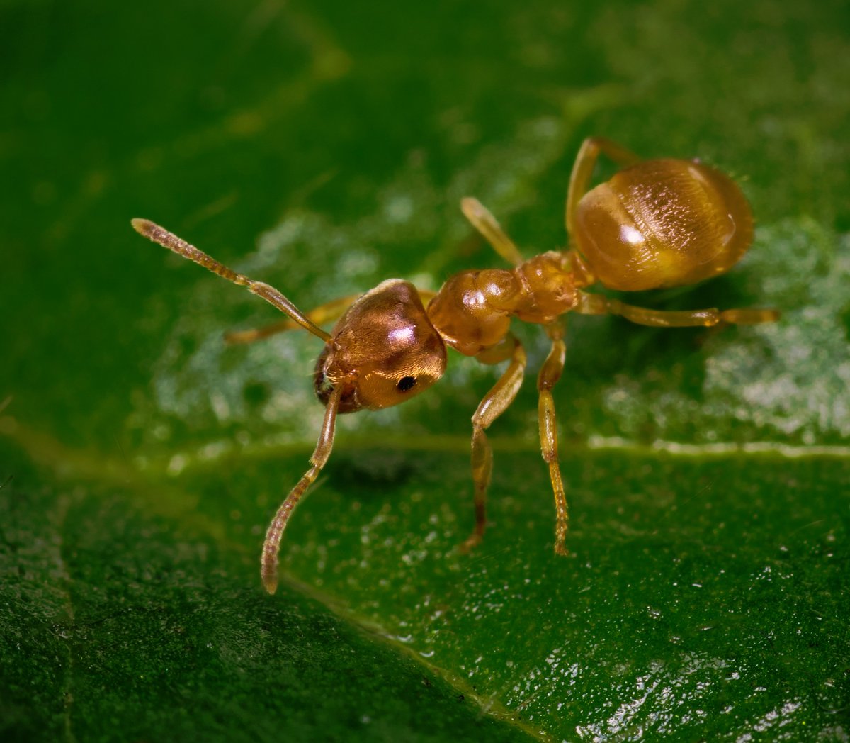 Nature Picture Library Yellow Meadow Ant Lasius Flavus Workers