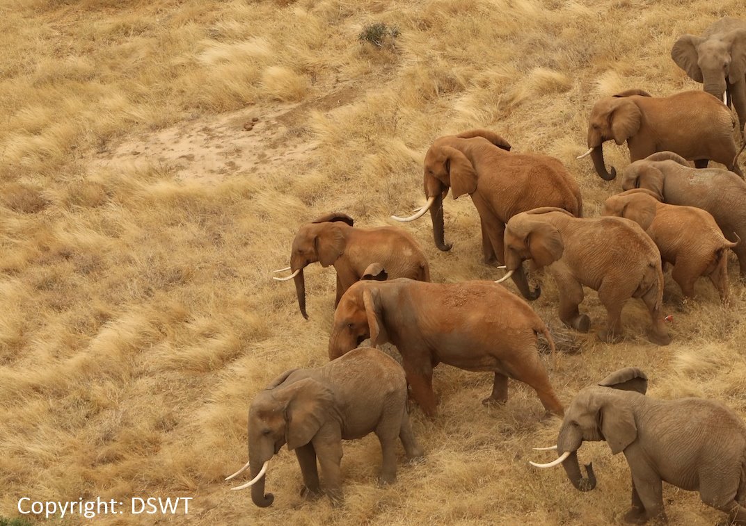 realafrica tweet picture