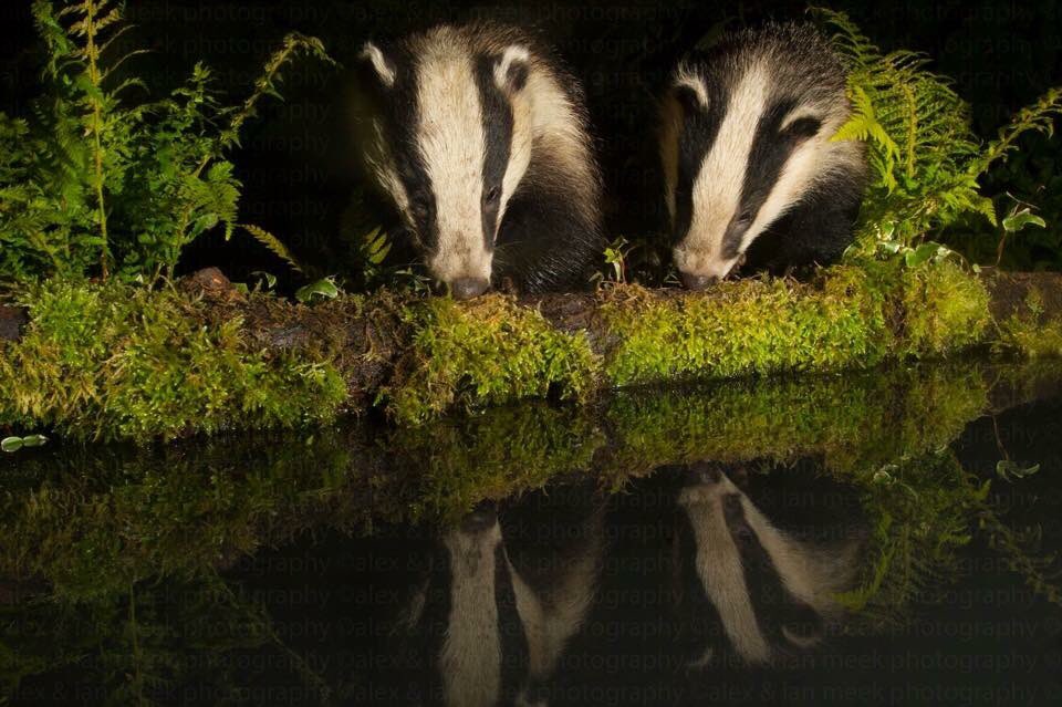 littleowler87's tweet photo. It's #lovebadgers week ๐ @BBCSpringwatch @WildlifeMag @BBCEarth @BadgerTrust @YorksWildlife #black&white #badger #badgerweek https://t.co/oJBFem0PLG
