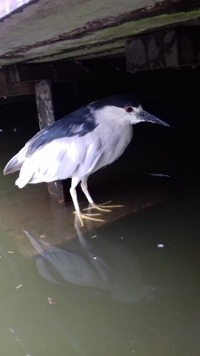 Night Heron still in the Dingle, Shrewsbury #undertheboardwalk