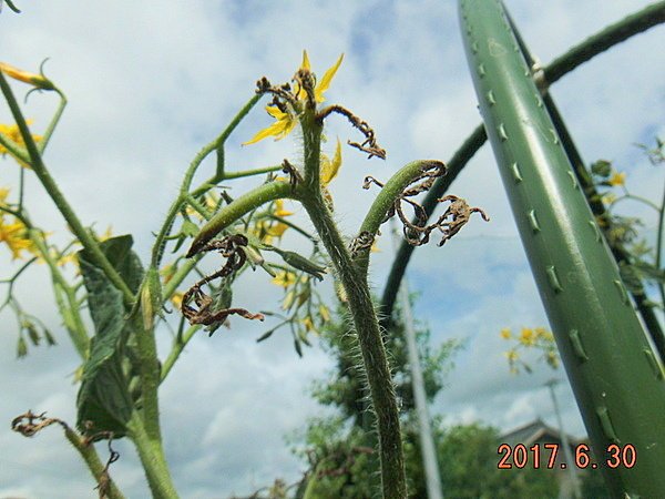 松浦 ミニトマトアイコ 定植から７２日目 丈150cm 190cm 生長点が枯れ周囲の葉も無くなった ネットで調べてみるもチッソ過多もしくは病気 初心者の私では結論が出ず とりあえず脇芽が伸びてくれるのを期待 しかし脇芽の先芯も枯そう T Co