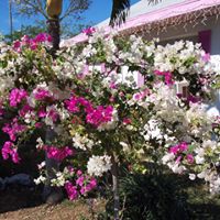 ElusiveBeaches's tweet photo. Multicolor #bougainvillea all on one tree! https://t.co/3IPgRu84CI