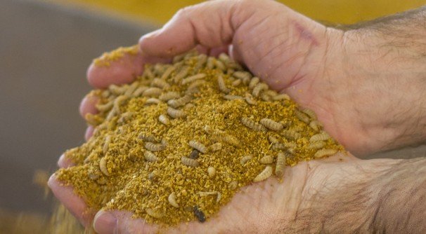Spotchemi's tweet photo. The #Advantages and the #Challenges for #Insectmeal in the #Feed sector. #animalfeed #feedadditive #feedprotein https://t.co/QJ9PReVesi https://t.co/mYj1dIezhg