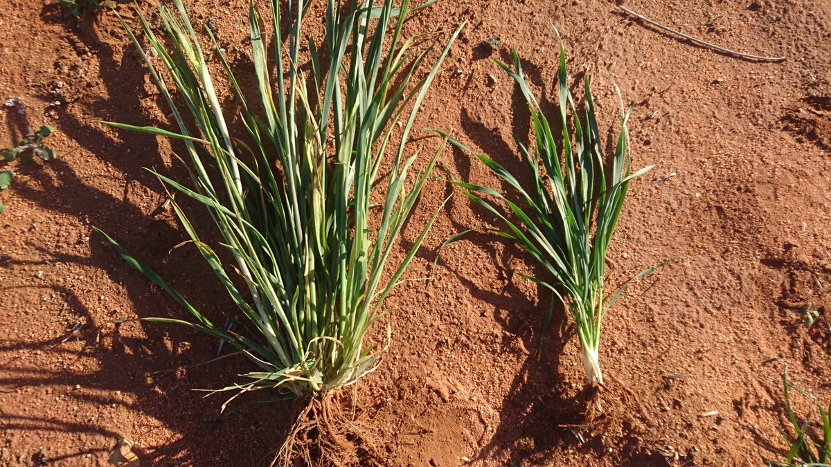 Selfsown triticale full of Russian wheat aphid. Heads are sterile on the left. Wheat with gaucho on seed, no aphids#russian wheat aphids