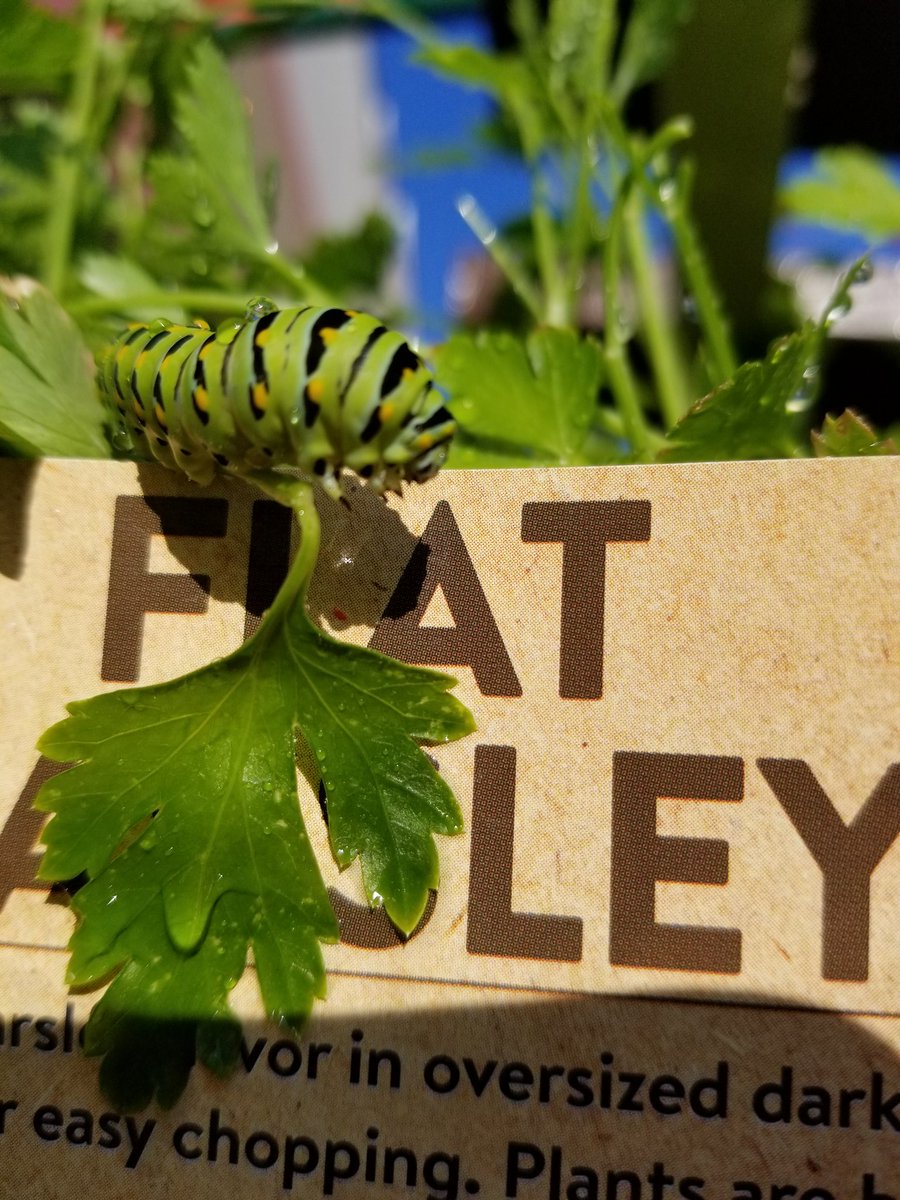 AlyssaSpore's tweet photo. Our newest garden associate #SocialMediaDay #caterpillar #garden https://t.co/EmMMCrvQwe