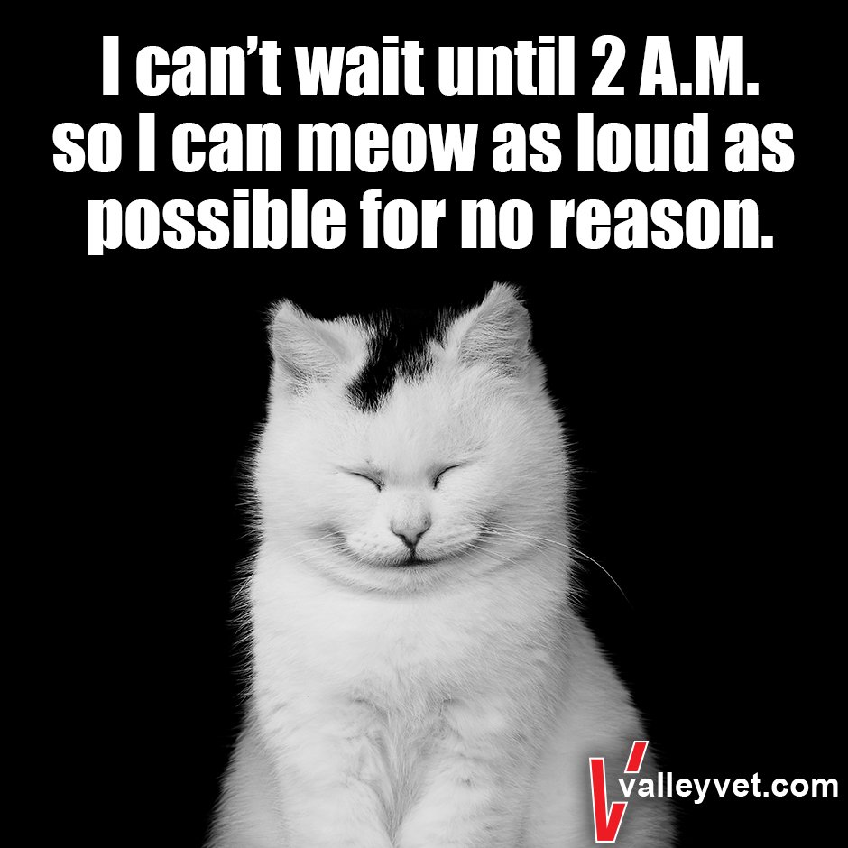 Valley Vet Supply on Twitter "ValleyVetSupply Cats FriYay…