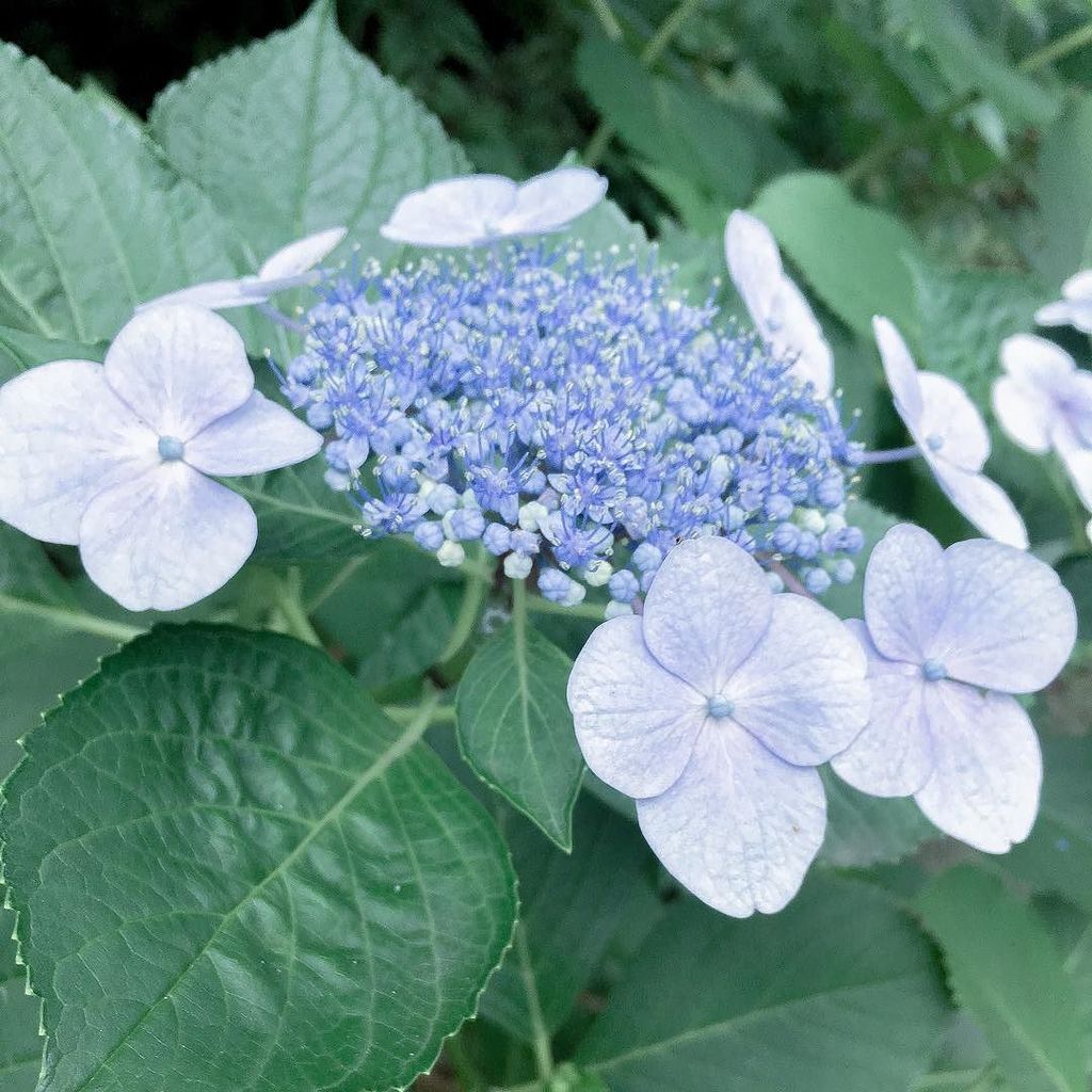 pic_Yuichi's tweet photo. 【via Instagram: https://t.co/DziRmUMJdA 】 あじさい

#ig_iphone #ig_japan #ig_nippon #ig_flowers #ig_nature #ig_myshot #ajisai #flower #pics_Yu… https://t.co/24G6p0oaID