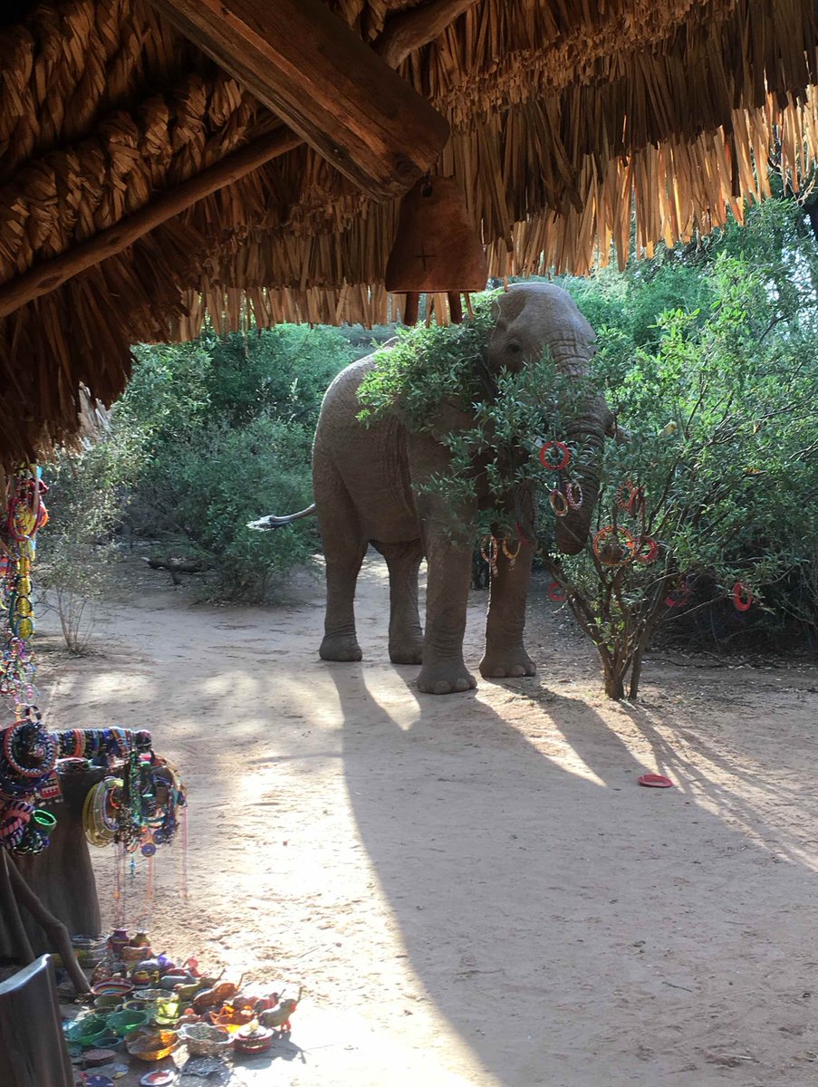 Elephant Watch Camp living up to its name, mighty Bull Elephant Sarara #senicairsafaris #endangeredspeciesflyingsafari #magicalkenya