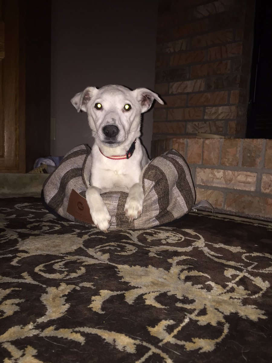 JohnsonSean44's tweet photo. God gained the sweetest dog to ever live this morning. Many of you know her and she'll be forever missed. I love you Sissy. #flyhighSissy โค๏ธ https://t.co/a5xSoisjd7