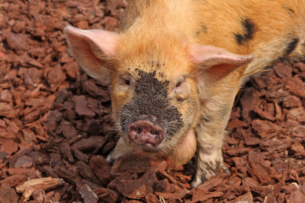 We passionately believe that animals who have led a happy and healthy life result in higher quality food.  #highwelfare #ham