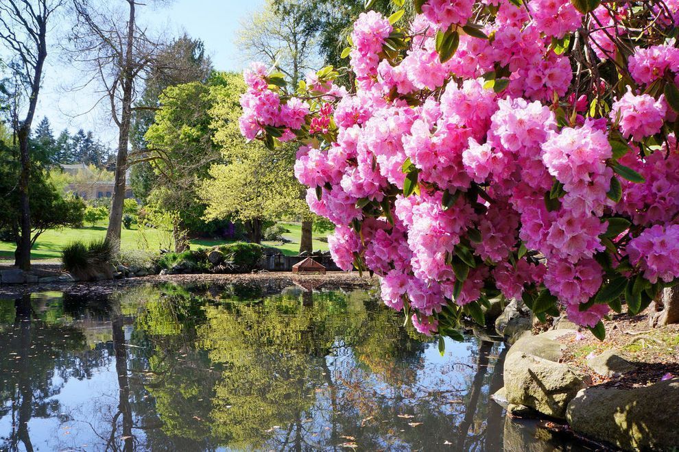 parkstacoma's tweet image. No login required to vote! Will you spend 10 seconds to help Point Defiance in the Best WA Attraction poll? bit.ly/2t61XiF