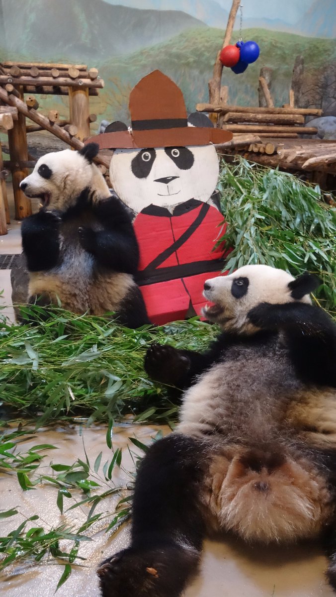 The Toronto Zoo On Twitter Our Topandacubs Are Getting Into The Canada150 Spirit Watch Now On The Telus Giant Panda Cam Https T Co Gg9binossb Https T Co Moyol3a9uj