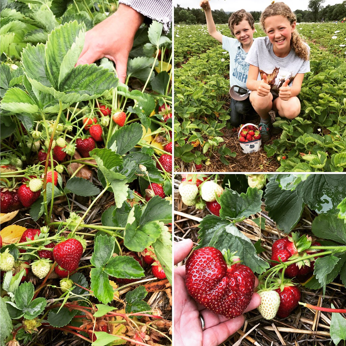 #PYO #strawberries will be open at our Coulson Ridge Farm (82 HVR ,E) Canada Day and all long weekend!  8:00-4:00 July 1-3