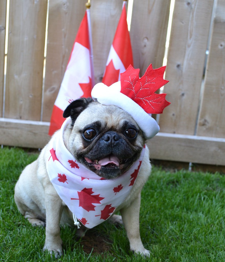 WhiteRockOptom's tweet photo. Happy Canada Day! We will be closed, tomorrow, Saturday July 1st! See you Monday July 3nd. #canadaday #150thbirthday https://t.co/pno6mFyc5J