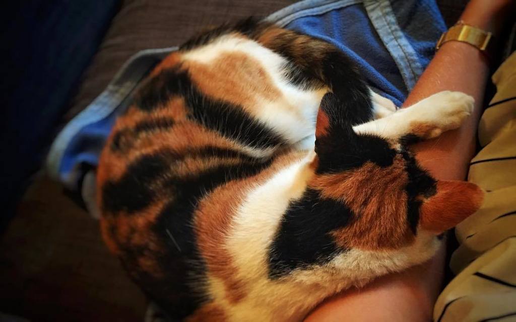 fsanderson240's tweet photo. She insists on her paws resting on me #binx #halfandhalffacedcat #sofacuddles #catoftheday #catsofinstagram #tw https://t.co/tn52xOqQnS