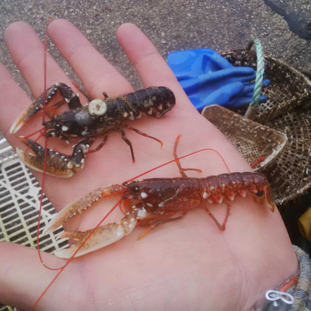 Cold but exciting day checking <a href="/LobsterGrower/">Lobster Grower</a> stock with @HoltandCo <a href="/CefasGovUK/">Cefas</a>. Amazing #lobster colour variations!