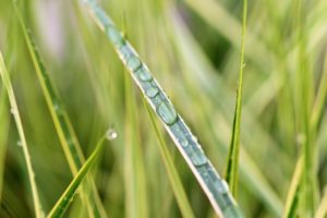 ecologik_fr's tweet image. Quelques gestes et astuces pour économiser l'eau au jardin. ecologik.fr/comment-econom…
