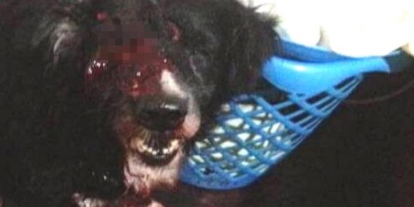 MichelCollin's tweet photo. #JusticeforCross dog murdered by military forces in Venezuela #care2 https://t.co/nWgyI448HL https://t.co/ZDxB0BNylm