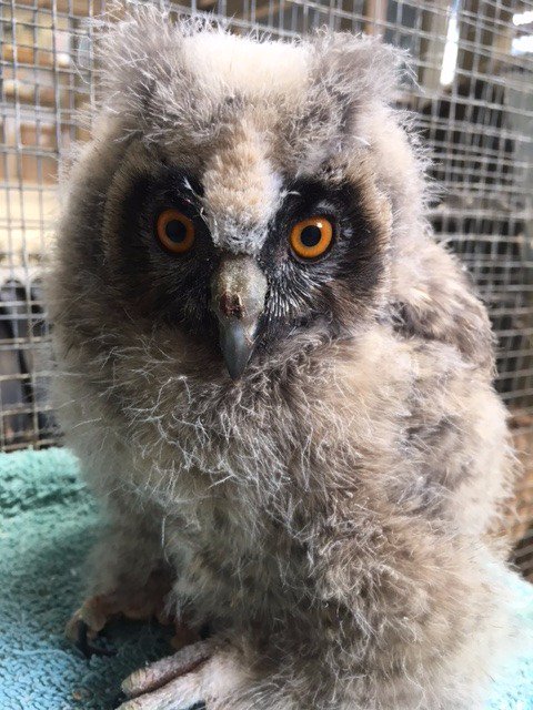 WildlifePhotosDevon tweet media