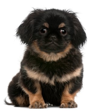 5 Important Tips To Keep Your Pekingese Dog Healthy and Happy. Share this to your friends!
youtube.com/watch?v=nXaf_m…

#peke #pekingese #pekes