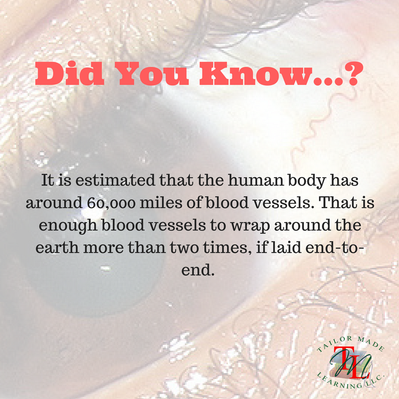 TMLearn's tweet photo. Did you know...? #funfactfridays #anatomyfacts #TailorMadeLearning #SATACTPrep #Tutoring #Homeschool #Unleashtheinnergenius https://t.co/EifipOVWdB