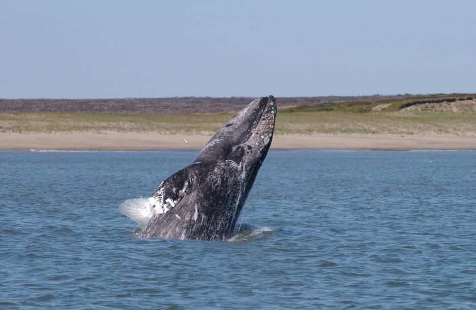 Киты водятся в море. Серый кит. Западная популяция серого кита. Водятся ли киты в морях.