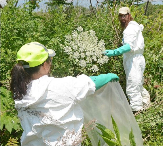 sunyesf's tweet photo. ESF intern helps @NYSDEC remove dangerous giant hogweed as part of their #invasivespecies control program. https://t.co/Z4lp6l0i8f https://t.co/Fls7yi7gtD