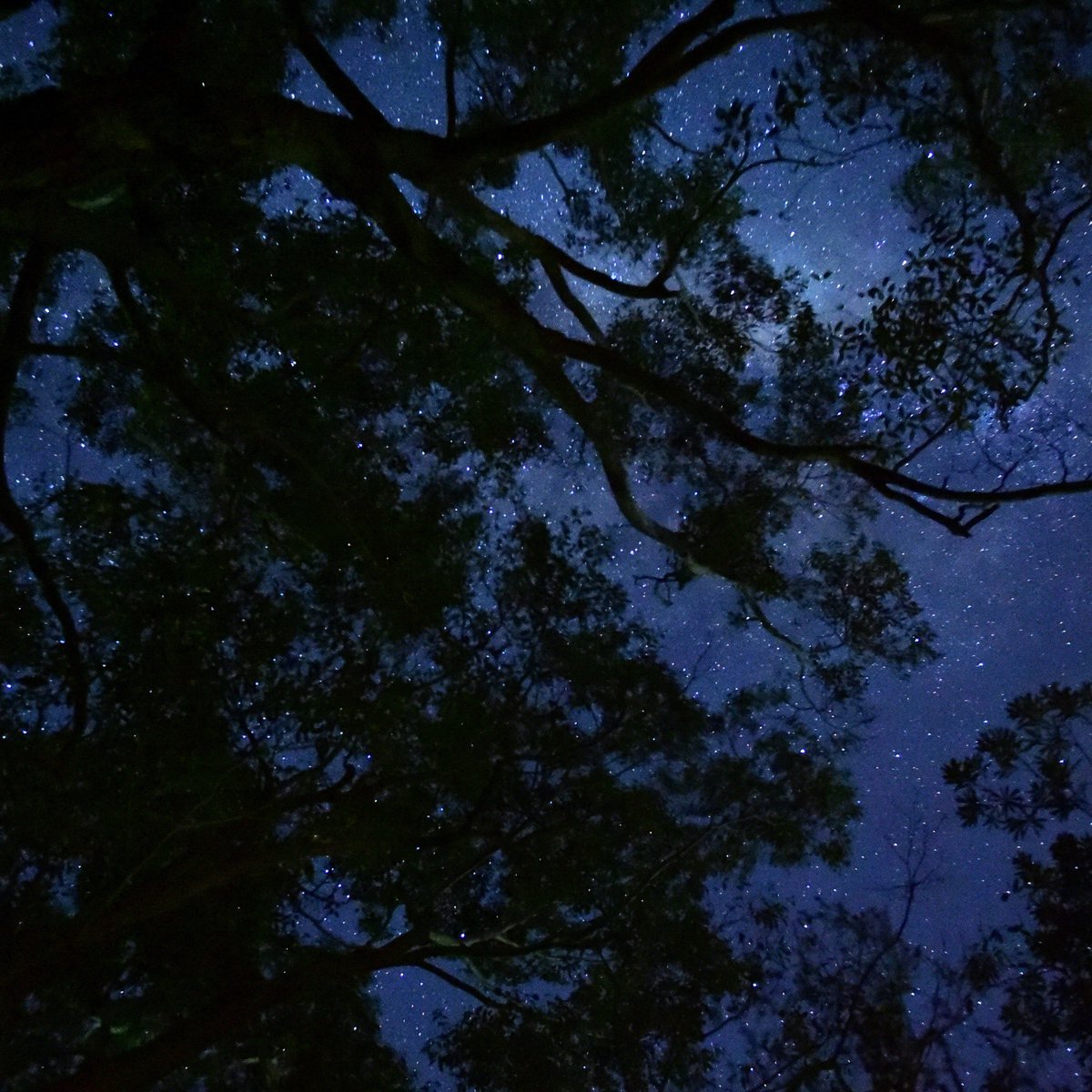 lawbrand's tweet image. #nightsky #backyard #merricks #victoria