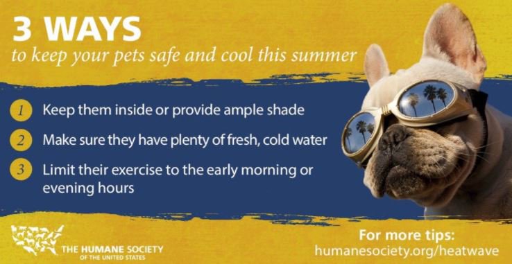 humaneworldorg's tweet photo. We hope you enjoy the outdoors with your pet(s) this #4thofjulyweekend, but make sure they have plenty of time to cool off. 😊 https://t.co/nO2vXQv0Cr