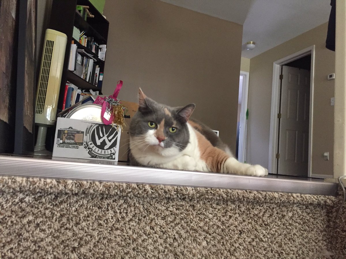 jEvans43's tweet photo. These two are exploring their new digs while The Diva is outdoors getting some sun. #allthecats #27lives #imhomemfr https://t.co/Tu0WRG9LHi